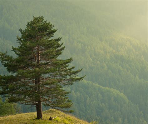 pine meaning.